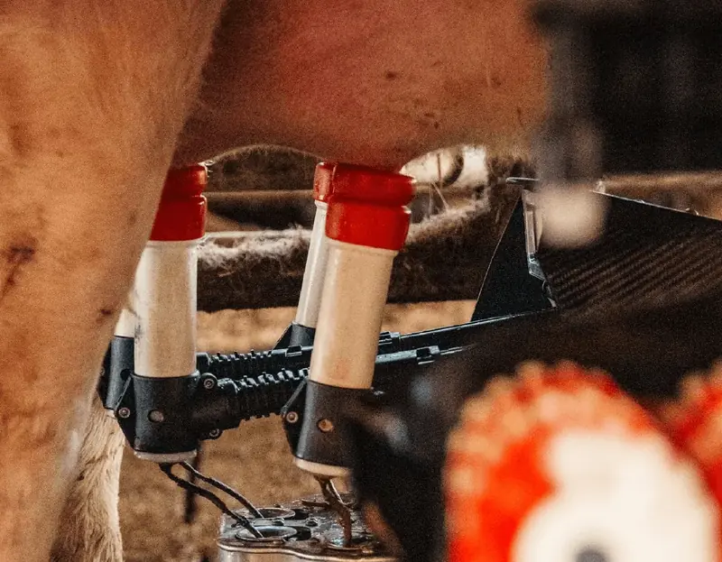 Melkbecher eines Lely-Melkroboters am Euter einer Kuh